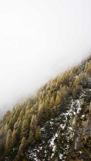 蜘蛛池收录一般要多久截图2