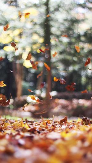 重庆seo优化找哪家截图1