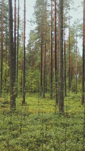 红色蜘蛛池截图4