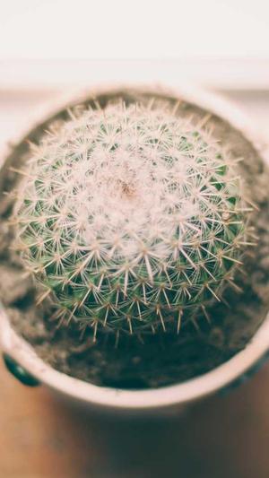 seo的诊断工具截图1