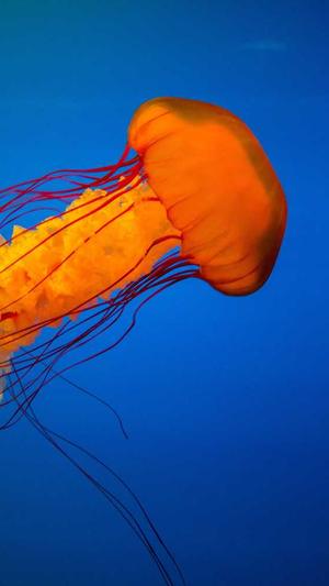 蜘蛛池如何使用魔法棒截图3