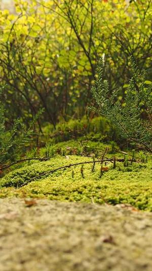 杭州seo排名工具费用截图4