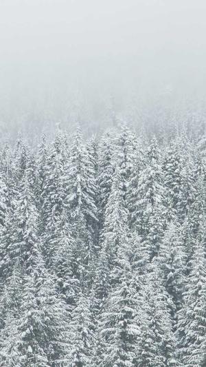 手机 seo排名工具截图2