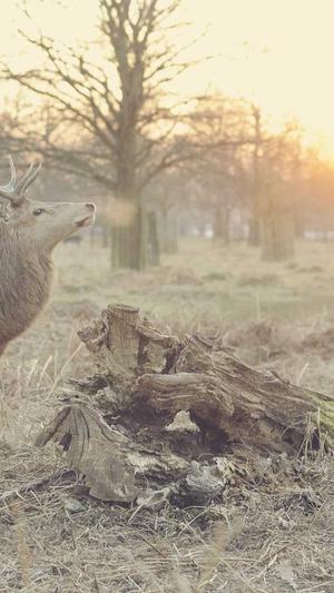 seo优化工具免费截图4