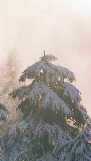 seo查询工具 站长截图1