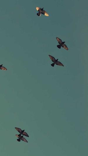 阿里蜘蛛池官网截图4