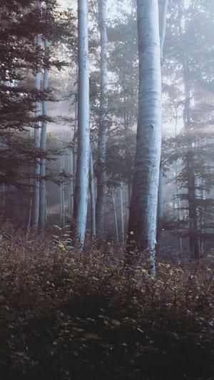 seo的重要工具截图3